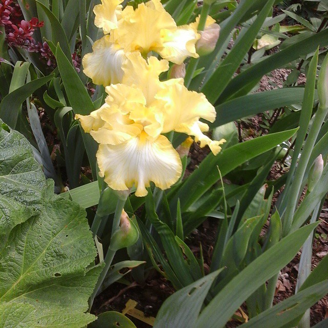 11283352_1449925785317825_876652196_n