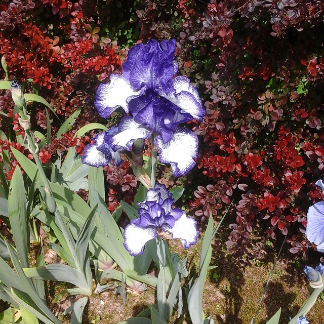 11296729_1474403769518337_309053170_n