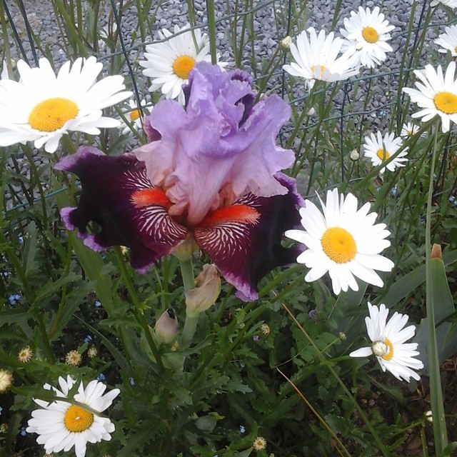 11330552_825173717566583_1664926209_n