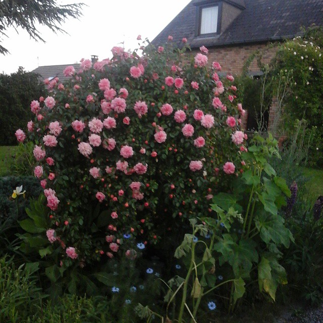 11420800_379729228894551_821726518_n