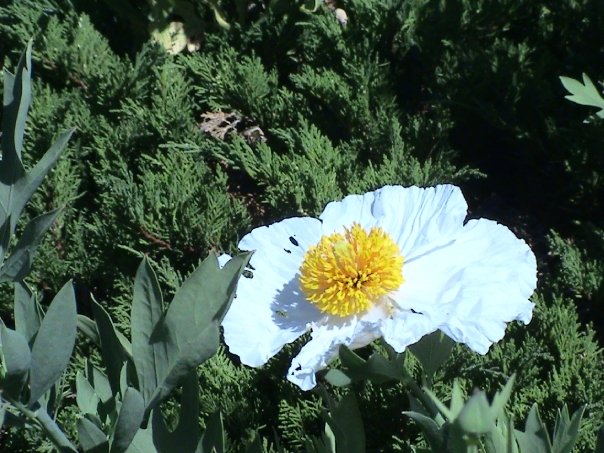 1917667_119105502263_1689066_n