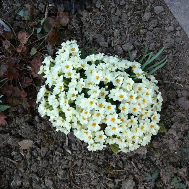 11280249_816857055066718_1399196670_n