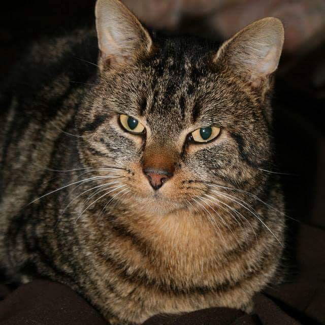 12276991_511542362341244_284378870_n