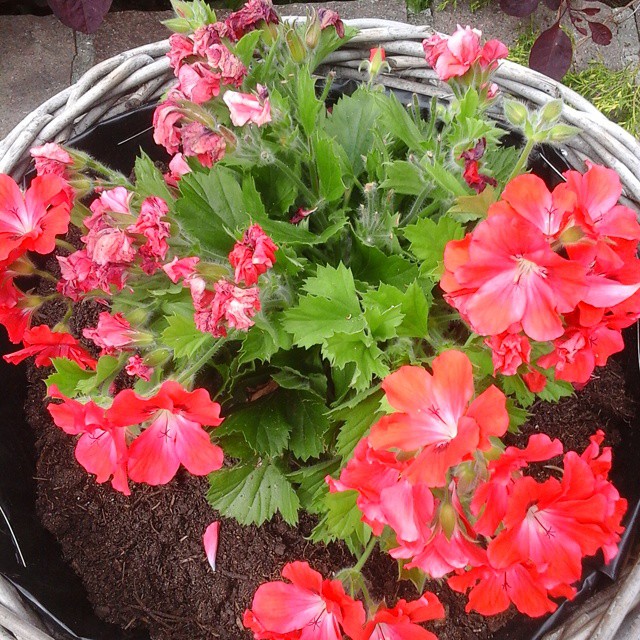 11327085_372886222907585_20367132_n